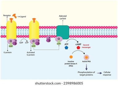 G protein coupled receptor. Structure of a G protein-coupled receptor (GPCR). Cell membrane receptors for ligands binding. cAMP, second messenger, production amplification. vector illustration.