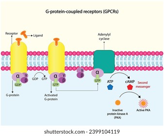 Receptor acoplado a proteína G. Estructura de un receptor acoplado a proteína G (GPCR). Receptores de membrana celular para la unión de ligandos. cAMP, segundo mensajero. Proteína quinasa PKA. ilustración vectorial.
