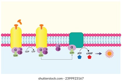 G protein coupled receptor. Structure of a G protein-coupled receptor (GPCR). Cell membrane receptors for ligands binding. cAMP, second messenger, production amplification. vector illustration.