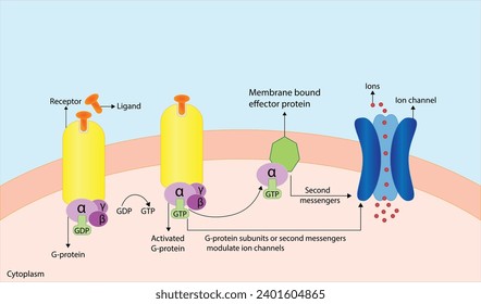 G protein coupled receptor. Structure of a G protein-coupled receptor (GPCR). Cell membrane receptors for ligands binding. cAMP, second messenger, production amplification. vector illustration.