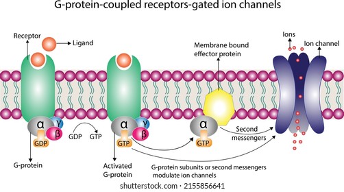 G protein coupled receptors gated ion channel. Structure of a G protein-coupled receptor (GPCR). Mechanism for the transport of ions. Cell membrane receptors for ligands bind.  vector illustration