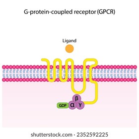 G protein coupled receptors gated ion channel. Structure of a G protein-coupled receptor (GPCR). Mechanism for the transport of ions. Cell membrane receptors for ligands bind. vector illustration