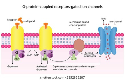 Los receptores acoplados a proteína G obtuvieron el canal iónico. Estructura de un receptor acoplado a proteína G (GPCR). Mecanismo de transporte de iones. Los receptores de membrana celular para ligandos se unen. ilustración vectorial