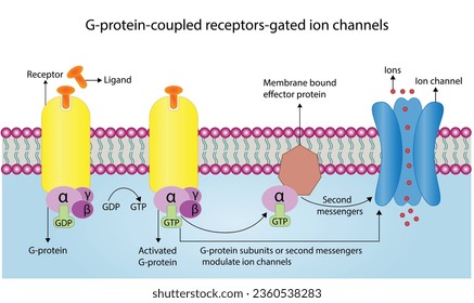 G protein coupled receptors gated ion channel. Structure of a G protein-coupled receptor (GPCR). Mechanism for the transport of ions. Cell membrane receptors for ligands bind. vector illustration.