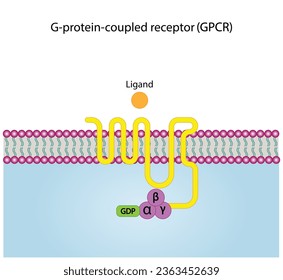 G protein coupled receptors gated ion channel. Structure of a G protein-coupled receptor (GPCR). Mechanism for the transport of ions. Cell membrane receptors for ligands bind. vector illustration