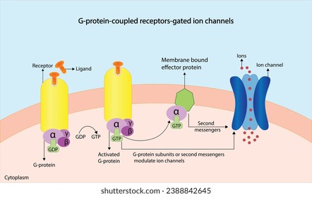 G protein coupled receptors gated ion channel. Structure of a G protein-coupled receptor (GPCR). Mechanism for the transport of ions. Cell membrane receptors for ligands bind. vector illustration