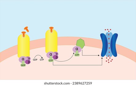 G protein coupled receptors gated ion channel. Structure of a G protein-coupled receptor (GPCR). Mechanism for the transport of ions. Cell membrane receptors for ligands bind. vector illustration