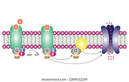 Los receptores acoplados a proteína G obtuvieron el canal iónico. Estructura de un receptor acoplado a proteína G (GPCR). Mecanismo de transporte de iones. Los receptores de membrana celular para ligandos se unen. ilustración vectorial