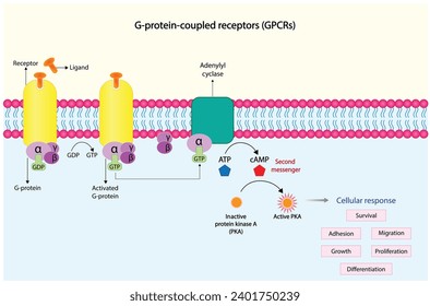 G protein coupled receptors gated ion channel. Structure of a G protein-coupled receptor (GPCR). Mechanism for the transport of ions. Cell membrane receptors for ligands bind. vector illustration.