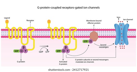 G protein coupled receptors gated ion channel. Structure of a G protein-coupled receptor (GPCR). Mechanism for the transport of ions. Cell membrane receptors for ligands bind. vector illustration