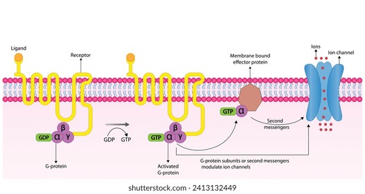 Los receptores acoplados a proteína G obtuvieron el canal iónico. Estructura de un receptor acoplado a proteína G (GPCR). Mecanismo de transporte de iones. Los receptores de membrana celular para ligandos se unen. ilustración vectorial.