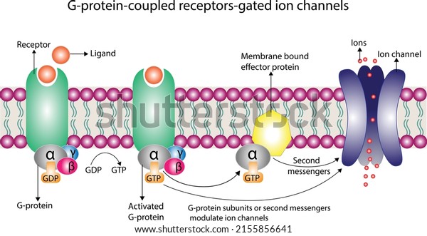 G protein coupled receptors gated ion\
channel. Structure of a G protein-coupled receptor (GPCR).\
Mechanism for the transport of ions. Cell membrane receptors for\
ligands bind.  vector\
illustration