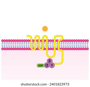 G protein coupled receptors. Structure of a G protein-coupled receptor (GPCR). Mechanism for the transport of ions. Cell membrane receptors for ligands bind. vector illustration