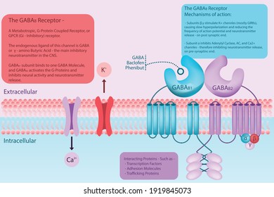 GABA B Receptor Diagram In Cell Membrane With Explanation About Binding Sites, Ligands And Activity. Infographic Pharmacology, Science, Health Care Vector Illustration Of Neurotransmitter In The CNS.