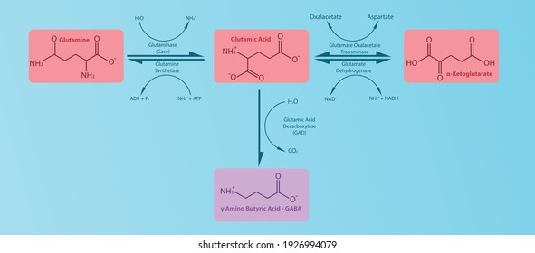 GABA Neurotransmitter Synthesis Pathway Diagram For Pharmacology, Healthcare And Medicine Lectures, Presentation Or Article. Simple Design Of Molecule Metabolism And Conversion With Enzymes.