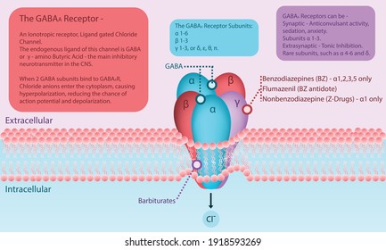 GABA A Receptor Diagram In Cell Membrane With Explanation About Binding Sites, Ligands And Activity. Infographic Pharmacology, Science, Health Care Vector Illustration Of Neurotransmitter In The CNS.