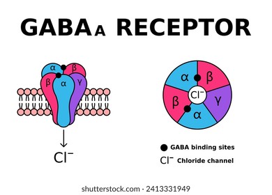 GABA receptor. GABAa receptors respond to the neurotransmitter gamma-aminobutyric acid. GABA is known for controlling anxiety, stress and fear. Receptor structure in cell membrane. Vector illustration