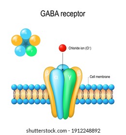 Receptor GABA. canal iónico ligando, receptores metabotrópicos. Neurotransmisor en el sistema nervioso central.