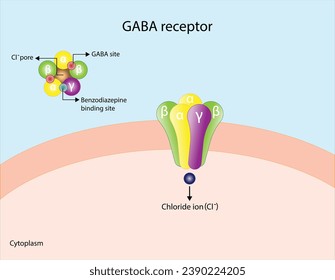 GABA receptor structure, cell membrane. Neurotransmitter gamma-aminobutyric acid, GABA A and GABA B. Top view of ion channel, the five combined subunits, forming Cl ion channel pore. Vector design.