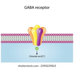 GABA receptor structure, cell membrane. Neurotransmitter gamma-aminobutyric acid, GABA A and GABA B. Top view of ion channel, the five combined subunits, forming Cl ion channel pore. Vector design.