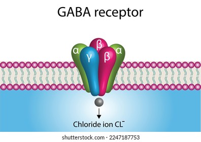 GABA receptor ultra Structure in cell membrane. Neurotransmitter gamma-aminobutyric acid, GABA A and GABA B. Infographic pharmacology, science vector illustration.