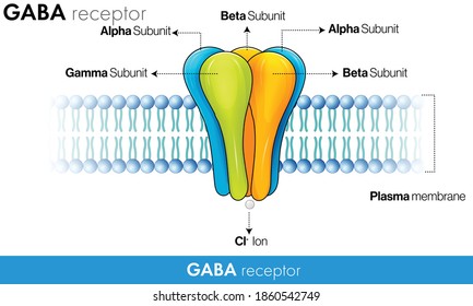 GABA Receptor Ultra Structure Vector Design