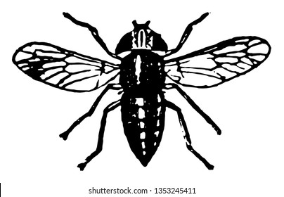 Gadfly Which Is A Large Swift Fly And Commonly Known As Botflies Vintage Line Drawing Or Engraving Illustration.