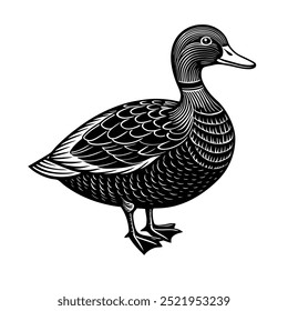 Gadwall Bird, Black And White, Image, Vector, White Background