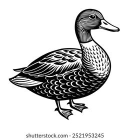 Gadwall Bird, Black And White, Image, Vector, White Background
