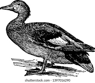 Gadwall Duck is a widely distributed duck, vintage line drawing or engraving illustration.