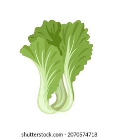 Gai Choy. Chinese mustard, mustard greens. Fresh leafy green vegetable. Asian ingredient. Healthy natural vegetarian food. Hand drawn flat vector illustration.