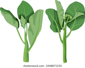 Gai Lan, Kai-Lan, Chinese Broccoli, Chinese Kale, hand drawn vector illustration isolated