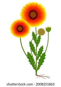 Gaillardia flower with fruit and roots on a white background.
