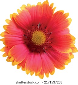 Gaillardia pulchella, firewheel, Indian blanket, sundance flower isolated vector illustration