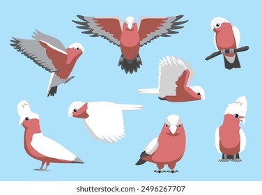 Galah Bird Cockatoo Parrot Various Poses Vector Illustration