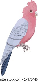 The galah parrot, pink and grey cockatoo - vector illustration