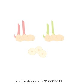 Vector libre de plantilla de ilustración galangal