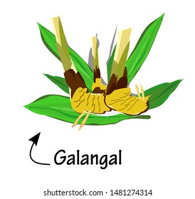 Galangal and leaves, Asian herbs and vector illustrations , qualified as medicines and alternative medicines. plants in Asia, tuber plants, Thai food ingredients (Tom Yum) white background
