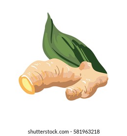 Galangal root and green leaf isolated on white. Ginseng rhizome plant with culinary and medicinal uses. Fleshy ginger spice, healthy food natural organic plant realistic vector illustration