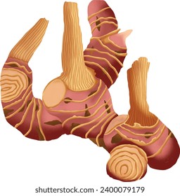 Galangal Vector Illustration Handrawn Color