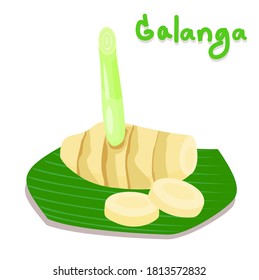 Galange vector on white background