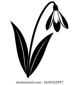 Galanthus elwesii 'Godfrey Owen' Snowdrop Flower Silhouette Isolated on White Background – Minimalist Vector Illustration
