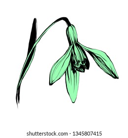 Galanthus .  nifty gentle hand drawn botanica . Vintage nature element for visit card or wedding invitation. Stylish flower, fancy blossom. Black line botanical motiv. Herbal culm.
