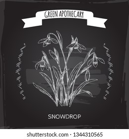 Galanthus nivalis aka snowdrop sketch on black. Green apothecary series. Great for traditional medicine, or gardening.