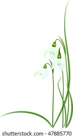 Galanthus nivalis; common snowdrop, vector illustration