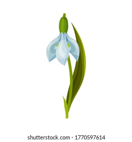 Galanthus o Snowdrop con hojas lineales e iluminación vectorial de una sola horquilla en forma de flores