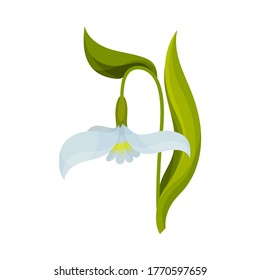 Galanthus o Snowdrop con hojas lineales e iluminación vectorial de una sola horquilla en forma de flores