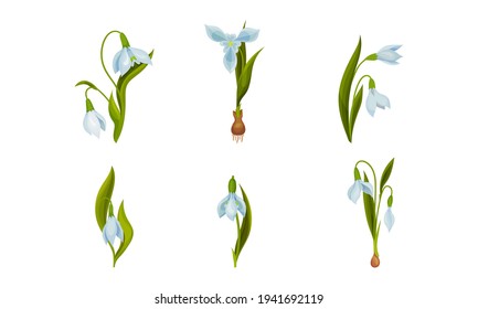Galanthus or Snowdrop with Linear Leaves and Single White Drooping Bell Shaped Flower Vector Set