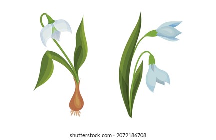 Galanthus or Snowdrop with Linear Leaves and Single White Drooping Bell Shaped Flower Vector Set
