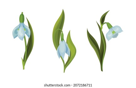 Galanthus or Snowdrop with Linear Leaves and Single White Drooping Bell Shaped Flower Vector Set
